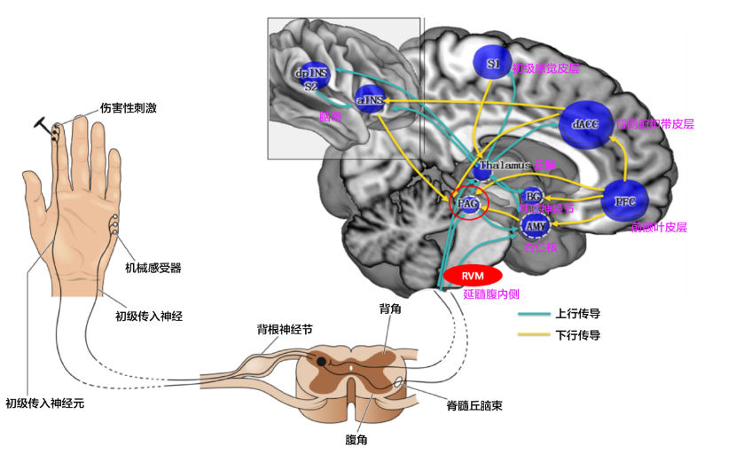 心痛的科学：被分手、被拒绝时为什么会让你感到疼痛？